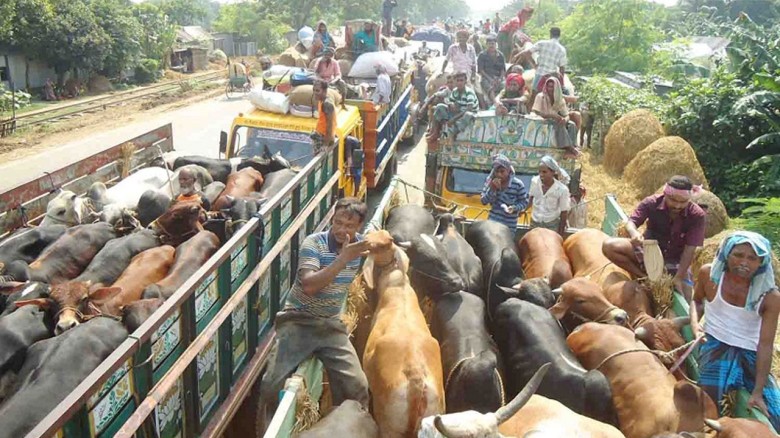 ঈদে পশুবাহী ট্রাকের জন্য জরুরি নির্দেশনা